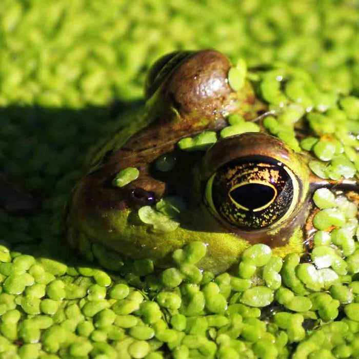 Conquer Algae Overgrowth: Effective Strategies for Clearing Your Pond at Paragon Ponds