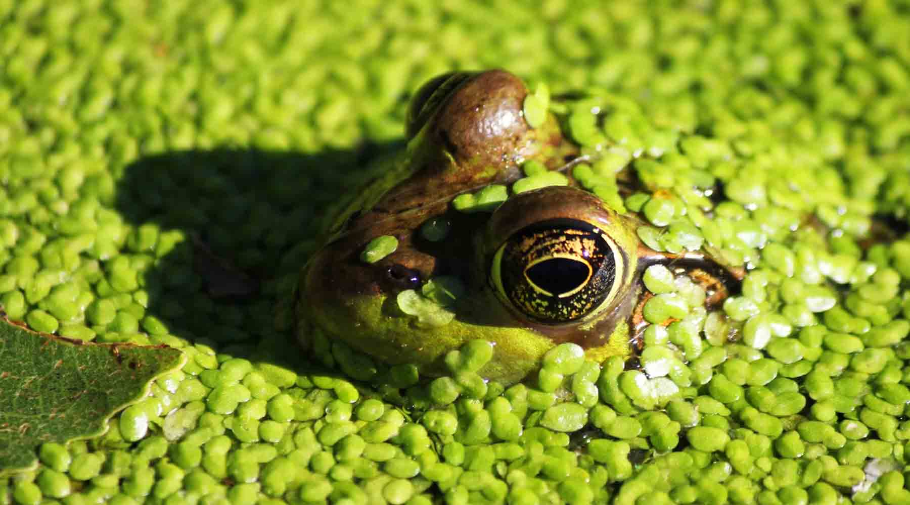 Conquer Algae Overgrowth: Effective Strategies for Clearing Your Pond at Paragon Ponds