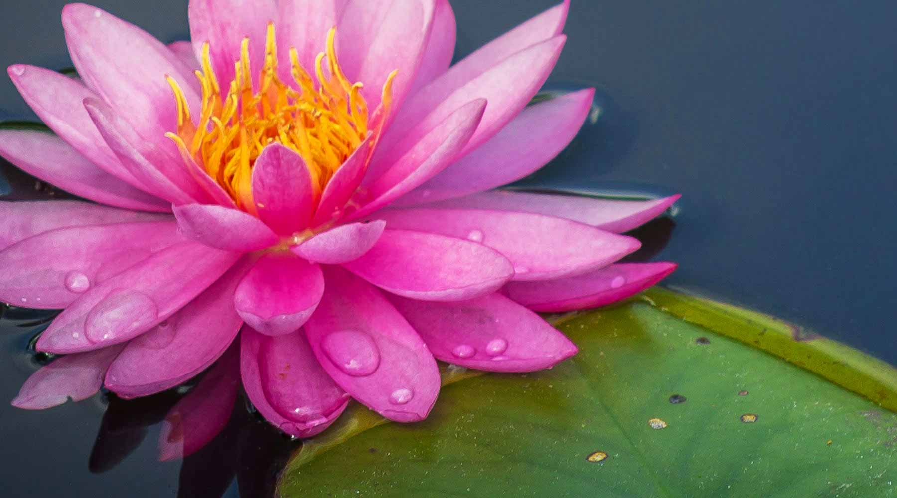 Dive into Water Gardening: 5 Secrets to Growing Stunning Waterlilies