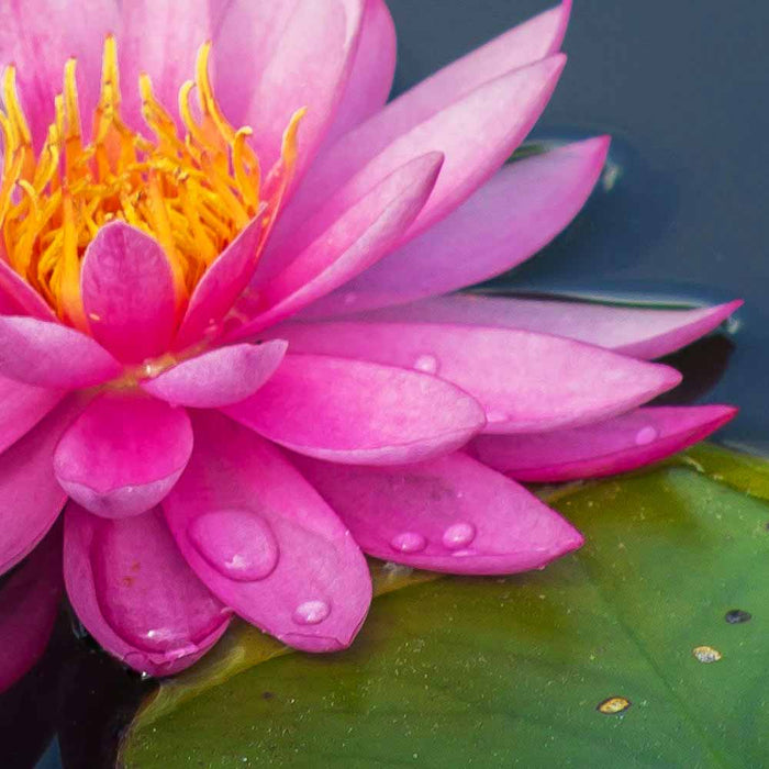 Dive into Water Gardening: 5 Secrets to Growing Stunning Waterlilies