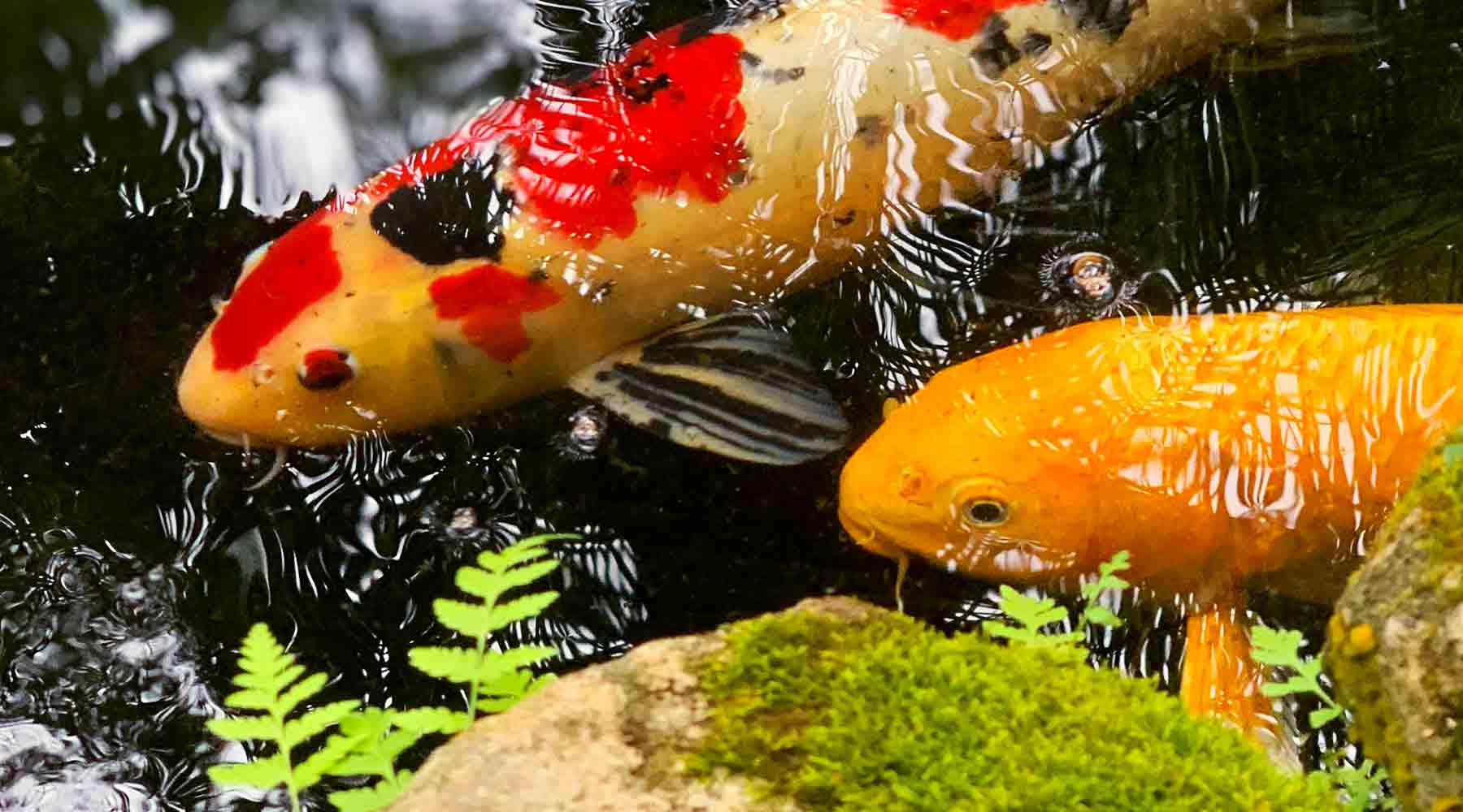 Koi Care 101: Essential Tips for Healthy and Happy Fish