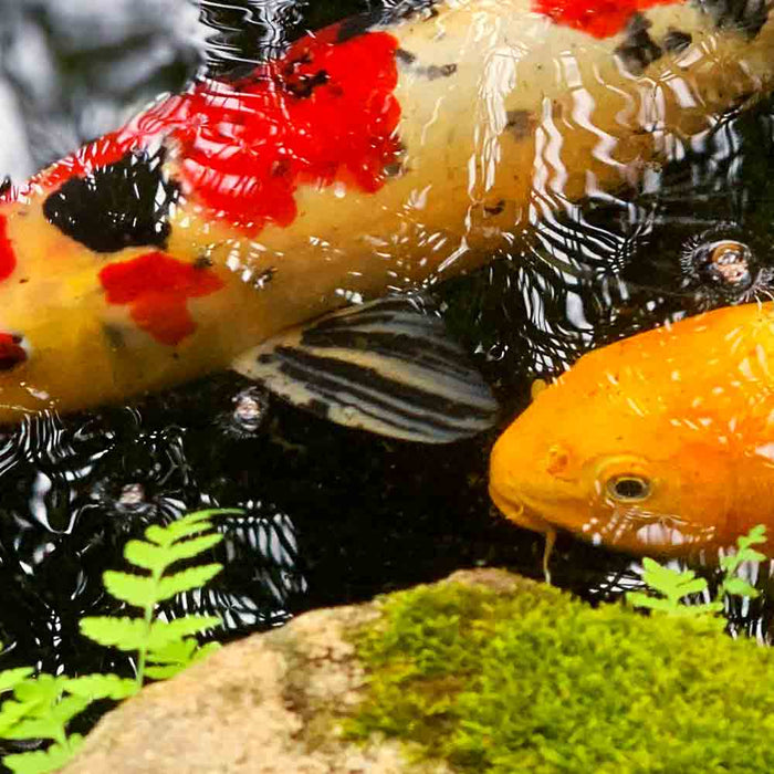 Koi Care 101: Essential Tips for Healthy and Happy Fish
