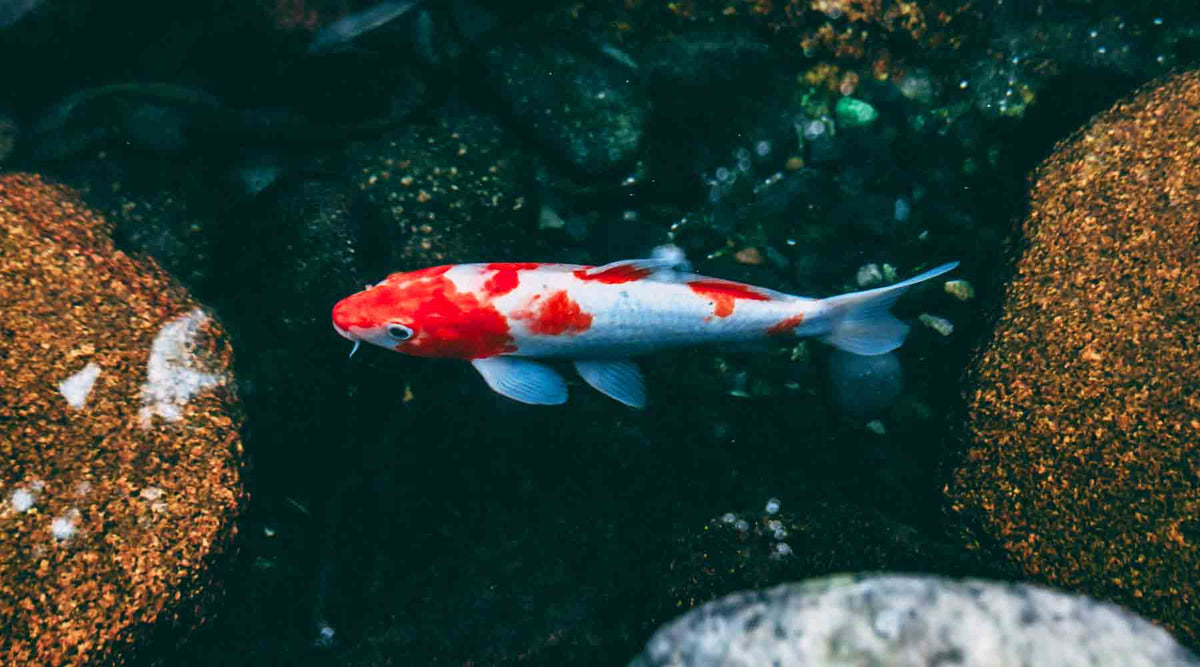 Let's Talk Fish: A Beginner's Guide to Pond Fish Care — Paragon Ponds