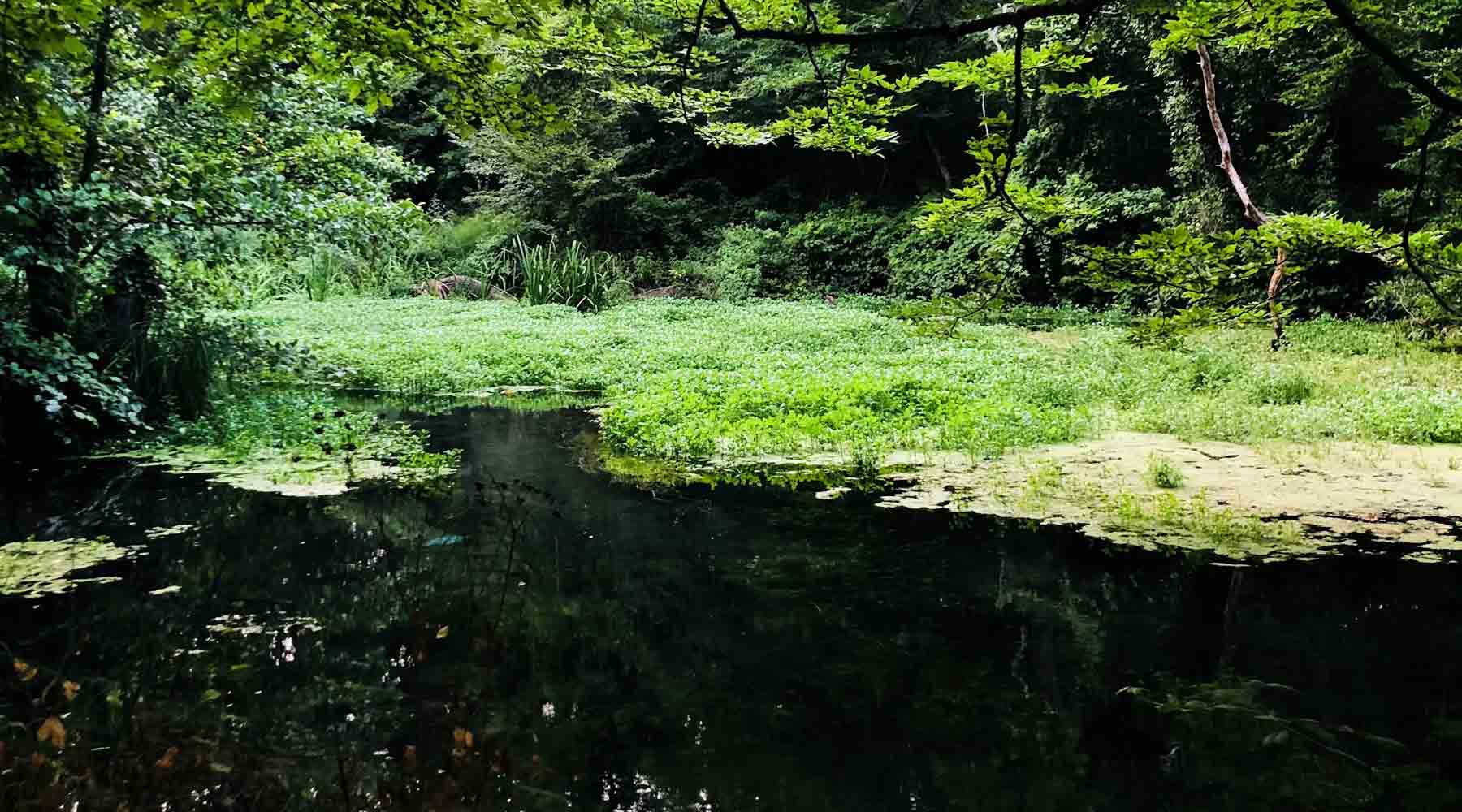 Paragon-Ponds-Weed-Woes-Tackling-Unwanted-Vegetation-in-Your-Lake-or-Pond