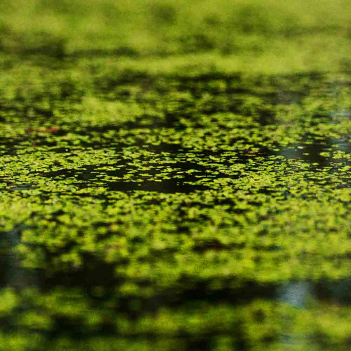 What is Pond Scum and How Do I Get Rid of It? by Paragon Ponds